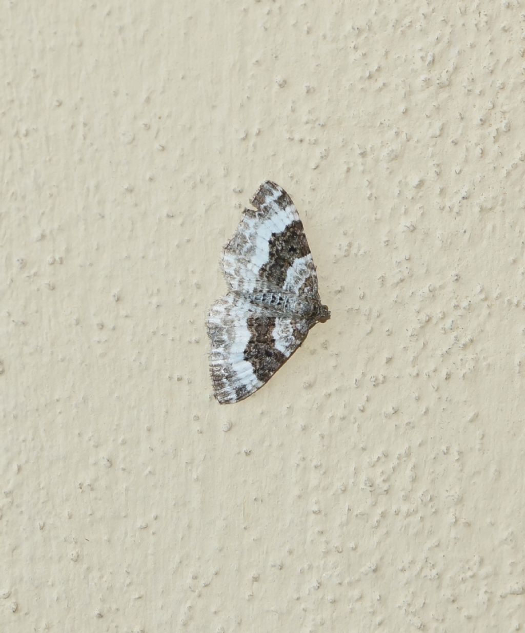 Geometridae: Epirrhoe rivata